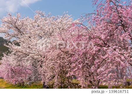 山梨県南アルプス市曲輪田 大和川沿いのベニシダレザクラなどの桜並木 山梨県南アルプス市曲輪田 大和川沿いのベニシダレザクラなどの桜並木 139616751
