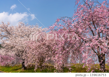 山梨県南アルプス市曲輪田 大和川沿いのベニシダレザクラなどの桜並木 山梨県南アルプス市曲輪田 大和川沿いのベニシダレザクラなどの桜並木 139616753