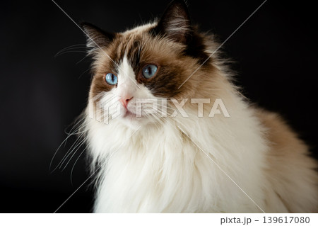 Cute domestic Ragdoll cat posing on black backdrop 139617080