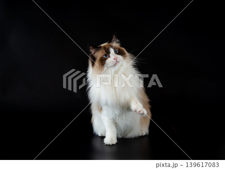 Fluffy domestic Ragdoll cat portrait on dark backdrop 139617083