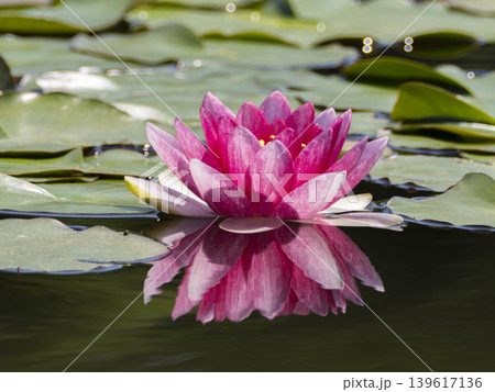 赤いスイレンの花 139617136