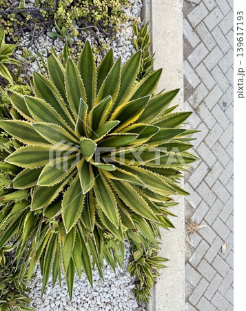 Variegated agave plant outdoors. A tropical evergreen plant. Variegated agave plant outdoors. A tropical evergreen plant. 139617193