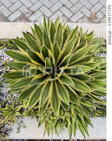 Variegated agave plant outdoors. A tropical evergreen plant. Variegated agave plant outdoors. A tropical evergreen plant. 139617194