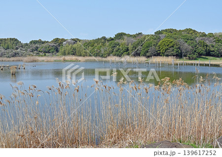 葦の穂が揺れる鳥類園の池 豊かな森と水辺に包まれた静寂の自然風景 葦の穂が揺れる鳥類園の池 豊かな森と水辺に包まれた静寂の自然風景 139617252