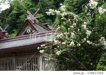 出雲　百日紅が咲く佐太神社 139617260