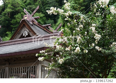 出雲　百日紅が咲く佐太神社 139617262