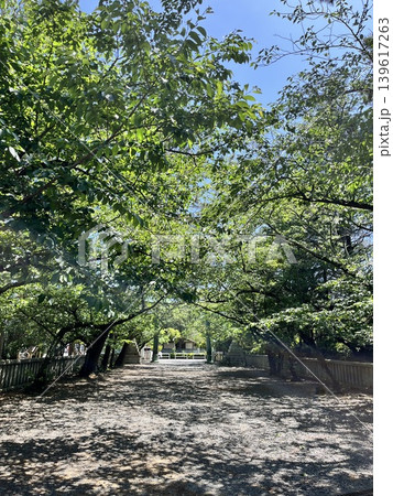 新緑に包まれた公園の散歩道 新緑に包まれた公園の散歩道 139617263