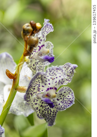 Tricyrtis hirta toad lily flowers blooming in Prague Tricyrtis hirta toad lily flowers blooming in Prague 139617455