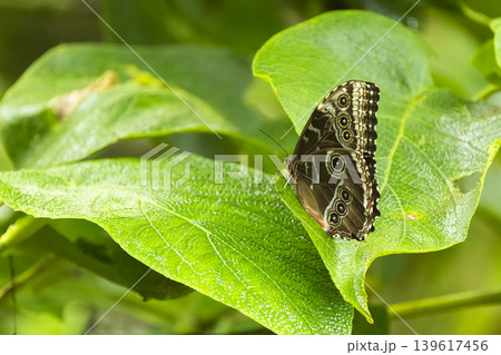 Butterfly resting on green leaf in nature 139617456