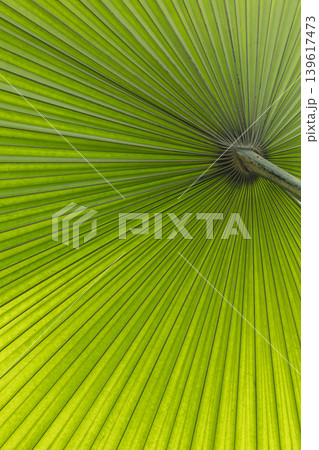 Green palm leaf venation with radiating lines 139617473