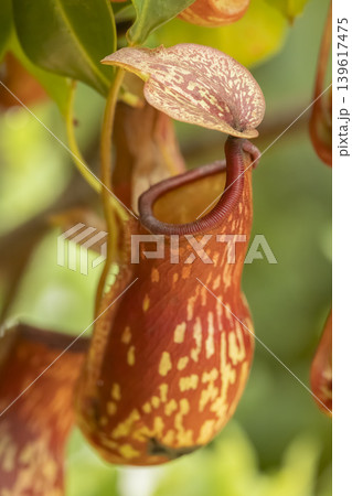 Nepenthes pitcher plant showing carnivorous natural habitat survival 139617475