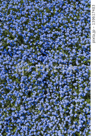 Forget me nots blooming in the Botanical Garden, Prague Forget me nots blooming in the Botanical Garden, Prague 139617483