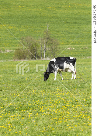Dairy cow grazing green pasture Ujezd pod Troskami Dairy cow grazing green pasture Ujezd pod Troskami 139617540