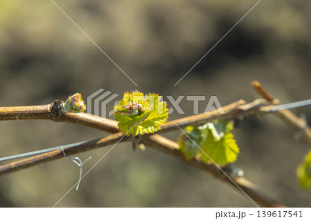 Grapevine buds and young leaves growing in Bzenec vineyard Grapevine buds and young leaves growing in Bzenec vineyard 139617541
