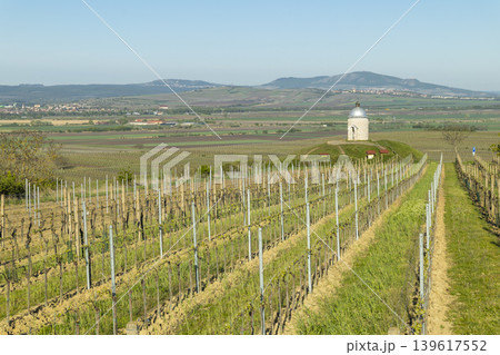 Vineyards with Hradistek chapel in Velke Bilovice, Czechia Vineyards with Hradistek chapel in Velke Bilovice, Czechia 139617552