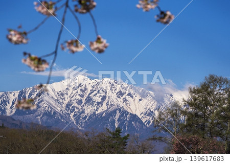 桜の里 満開となった小川村の立屋 番所の桜 駐車場付近から後立山連峰を望む 桜の里 満開となった小川村の立屋 番所の桜 駐車場付近から後立山連峰を望む 139617683