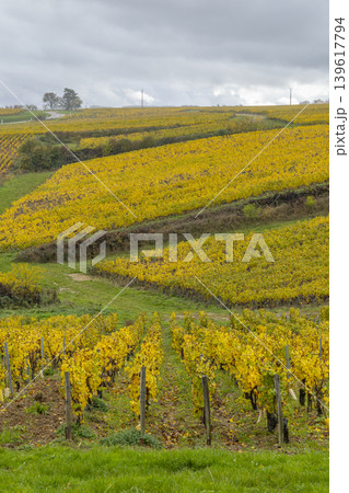 Autumn vineyard changing colors in Villy, Bourgogne Franche Comte, France Autumn vineyard changing colors in Villy, Bourgogne Franche Comte, France 139617794