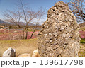 さざれ石と梅林と青空 139617798