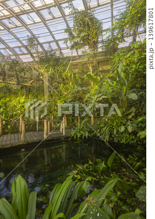 Tropical plants growing inside Prague botanical garden greenhouse Tropical plants growing inside Prague botanical garden greenhouse 139617801