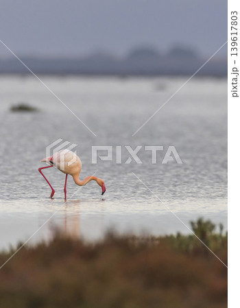 Greater flamingo searching for food in the salt marsh 139617803