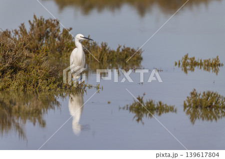 Little egret standing in wetland water Saint Laurent d'Aigouze 139617804