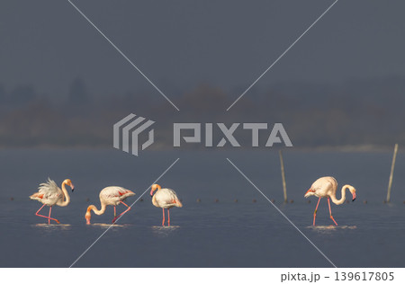 Greater flamingos wading and feeding in Camargue wetland Greater flamingos wading and feeding in Camargue wetland 139617805