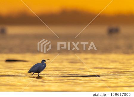 Little egret catching food at sunset in Gard 139617806