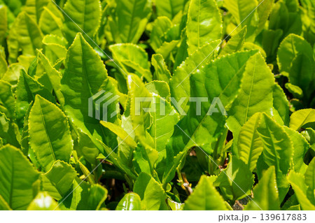 朝日に輝く茶の若葉 139617883
