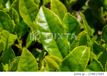 朝日に輝く茶の若葉 朝日に輝く茶の若葉 139617885