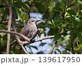 枝にとまるヒヨドリ 139617950