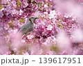 満開の河津桜にとまるヒヨドリ 139617951