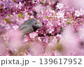 満開の河津桜にとまるヒヨドリ 139617952