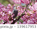 満開の河津桜にとまるヒヨドリ 139617953