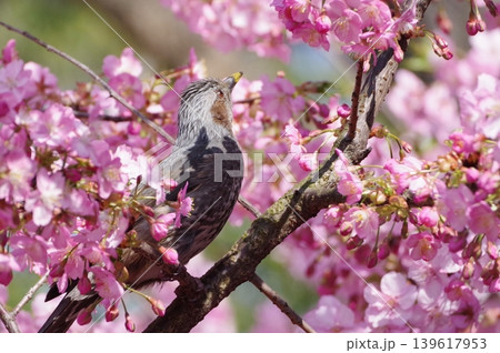 満開の河津桜にとまるヒヨドリ 139617953