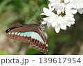 白い花にとまるアオスジアゲハ 139617954