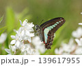 白い花にとまるアオスジアゲハ 139617955