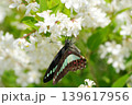 白い花にとまるアオスジアゲハ 139617956