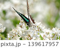 白い花にとまるアオスジアゲハ 139617957