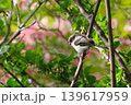 枝にとまるエナガ 139617959