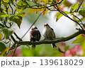 枝にとまる二羽のエナガ 139618029