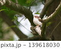 枝にとまるエナガ 139618030
