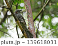 枝にとまるヒヨドリ 139618031