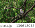 枝にとまるヒヨドリ 139618032