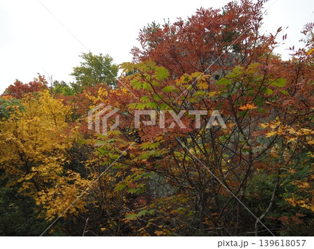 10月上旬の栗駒山（岩手県一関市・宮城県栗原市・秋田県東成瀬村） 139618057