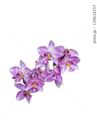 Philippine Ground Orchid (Spathoglottis plicata) 139618157