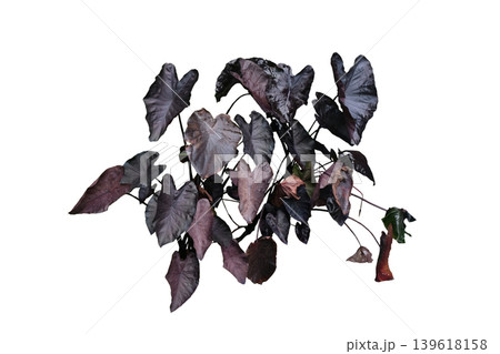 Colocasia black magic is growing Colocasia black magic is growing 139618158