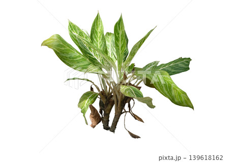 Aglaonema Grey Hound plant Aglaonema Grey Hound plant 139618162
