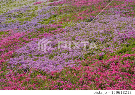 色鮮やかな芝桜が広がる春の花畑 139618212