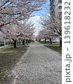 春の桜並木と遊歩道 139618232