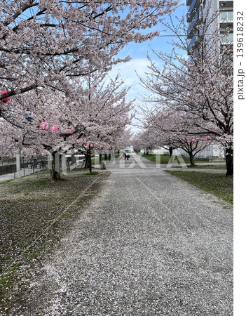春の桜並木と遊歩道 139618232